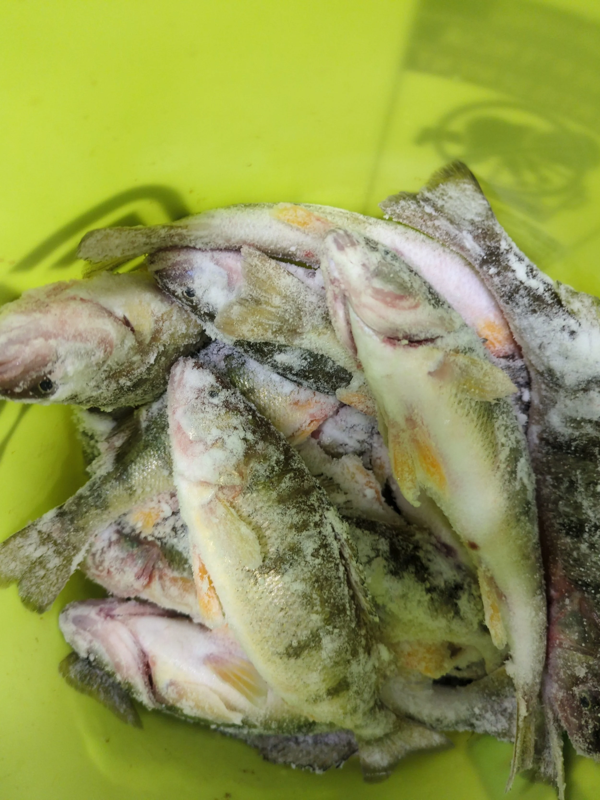 Ice Fishing Report - 1/29/26 - Muskegon Lake