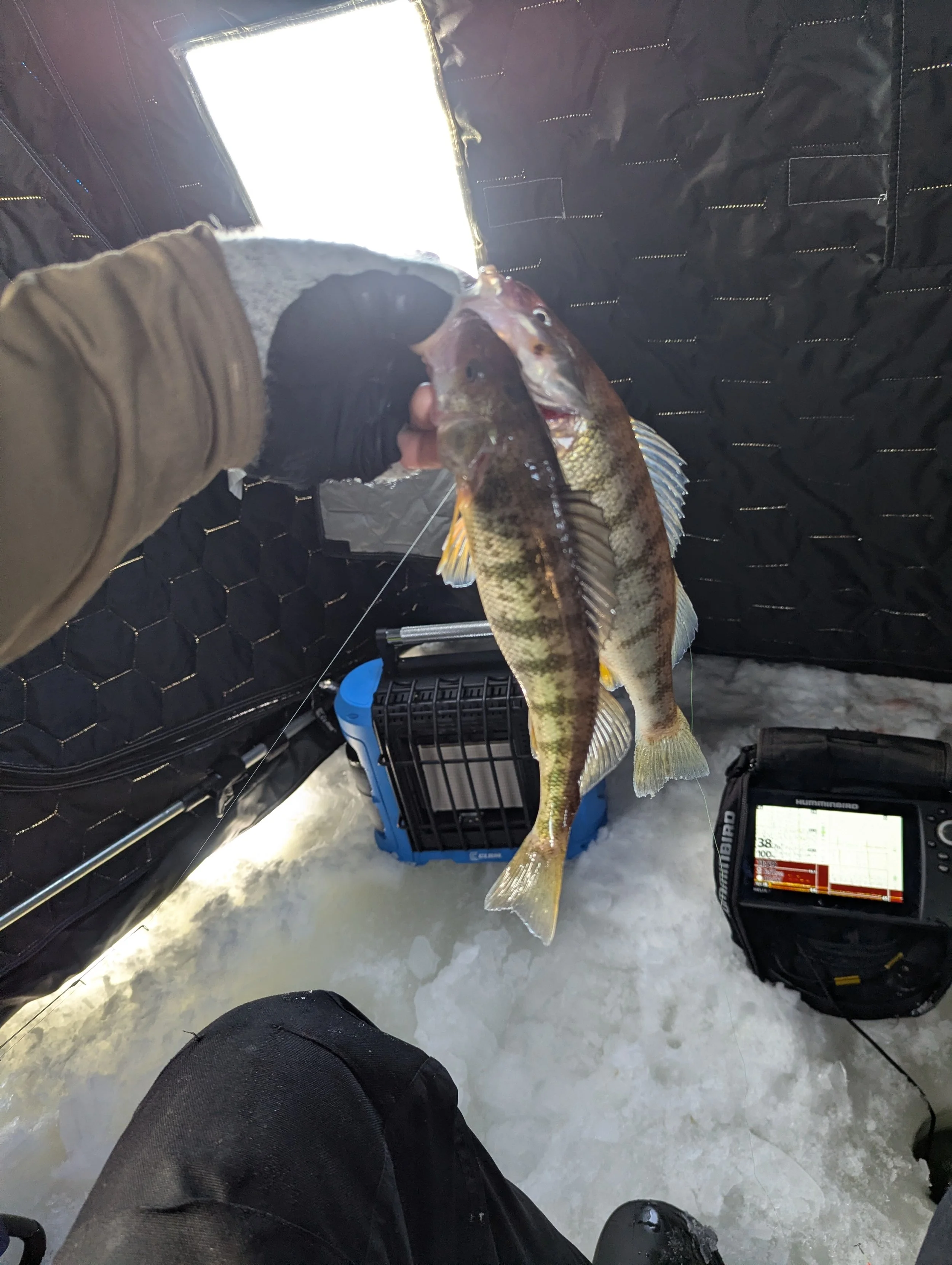 Muskegon Perch
