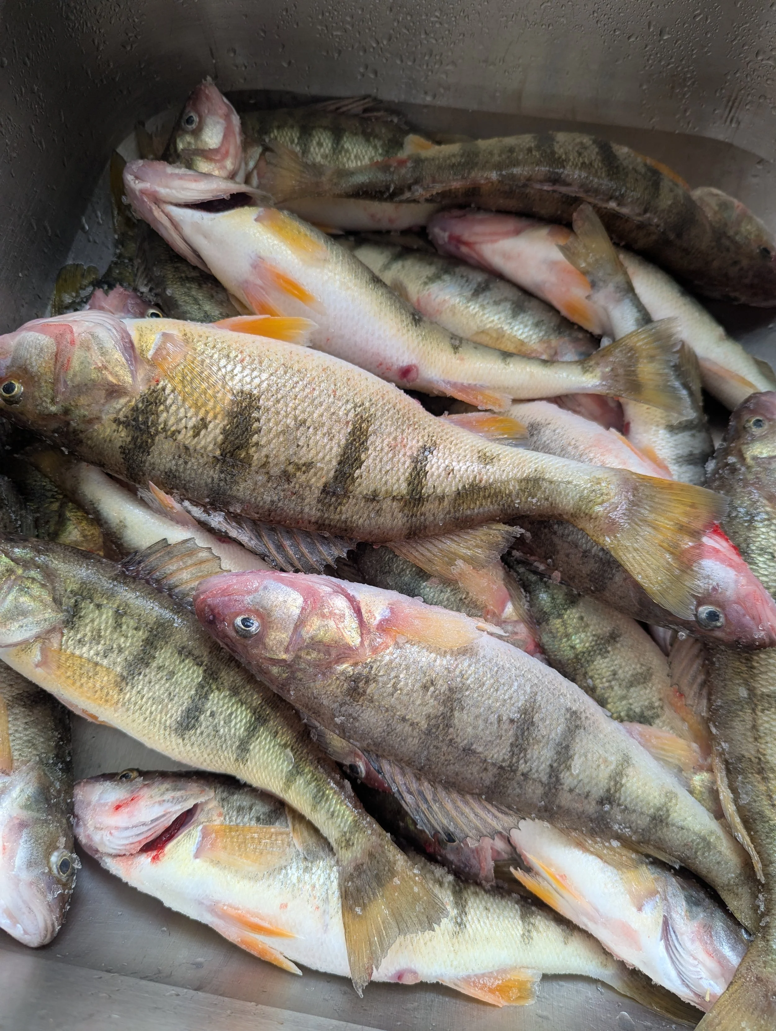 A Great Hardwater Season So Far