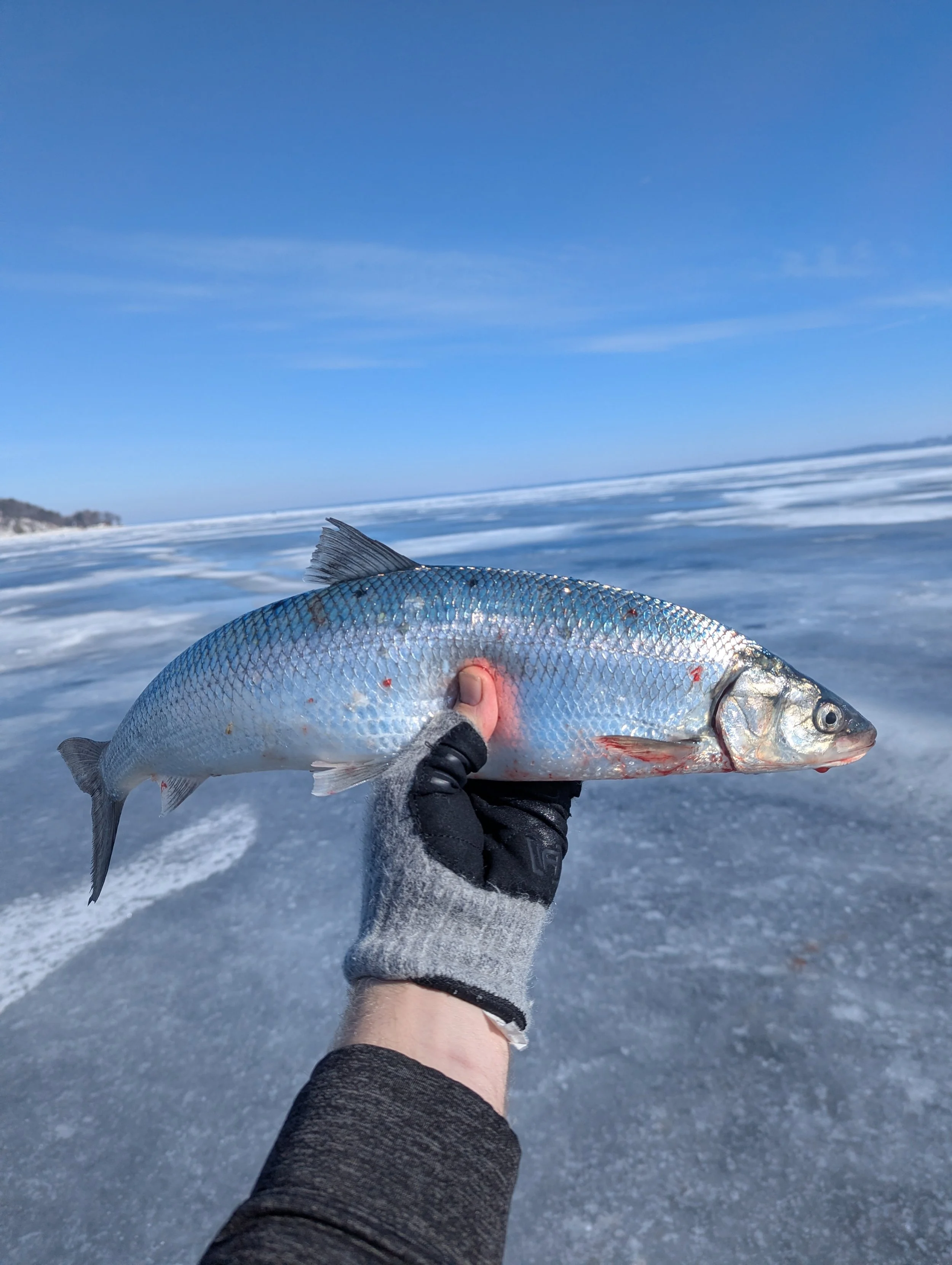 cisco ice fishing