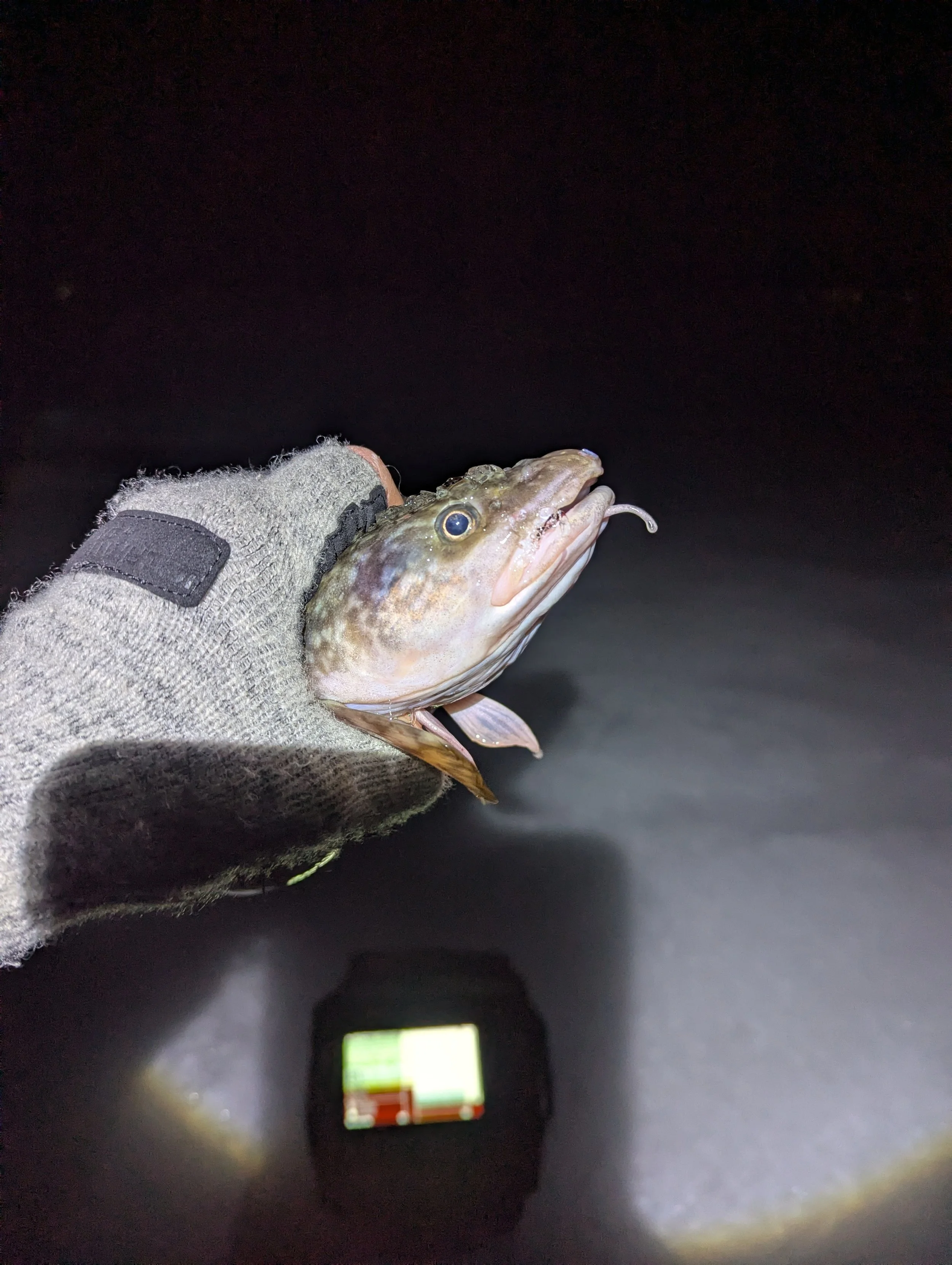Ice Fishing Report - Crystal Lake - 2/27/26 and 2/28/26 