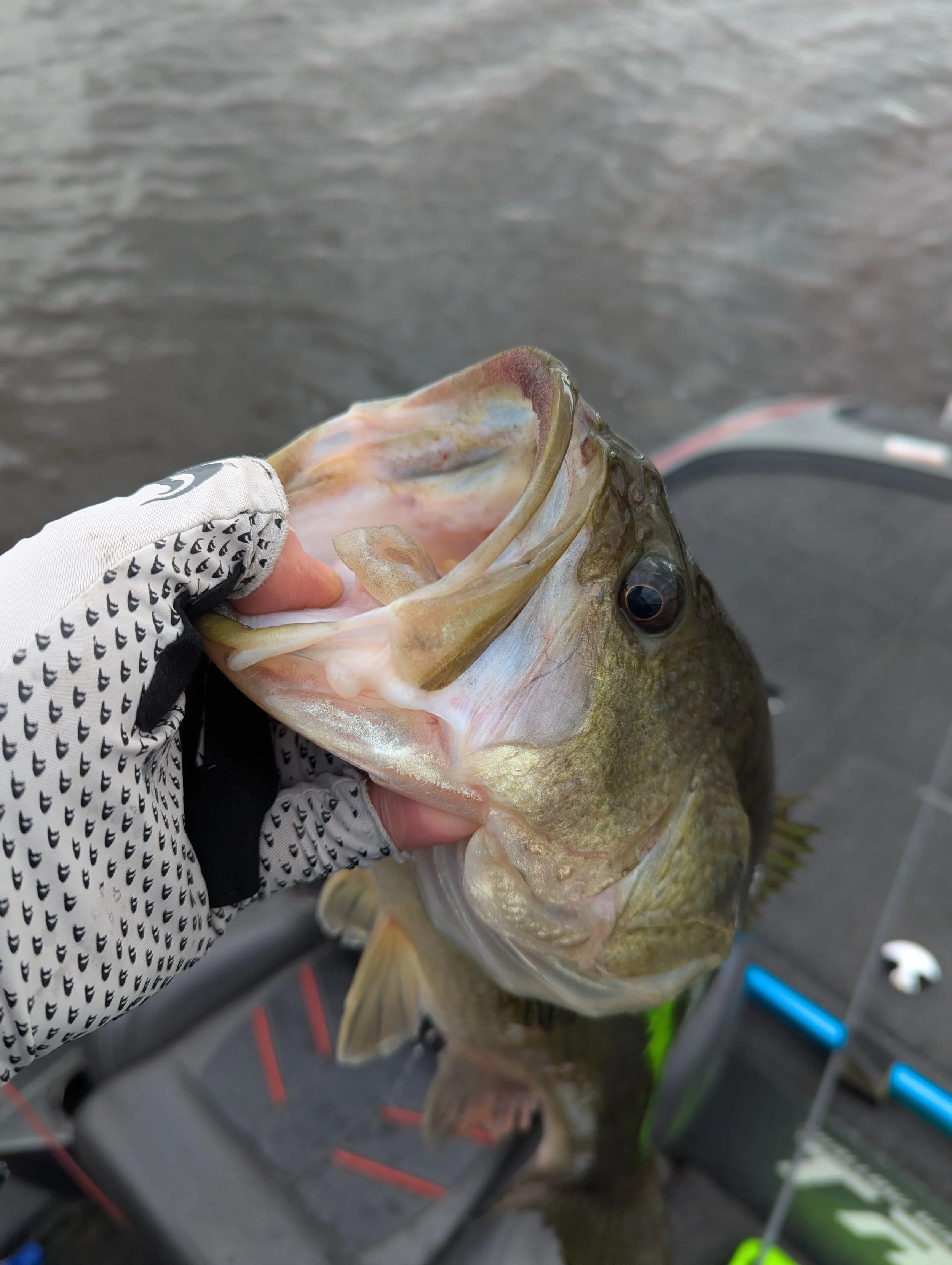 Grand River Largemouth 5-13-26