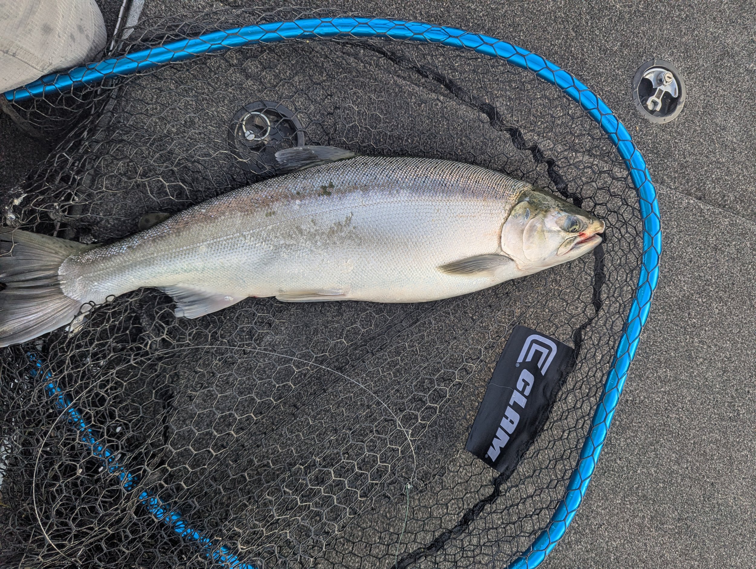 First Week 2026 of August Salmon - Grand Haven and Muskegon 