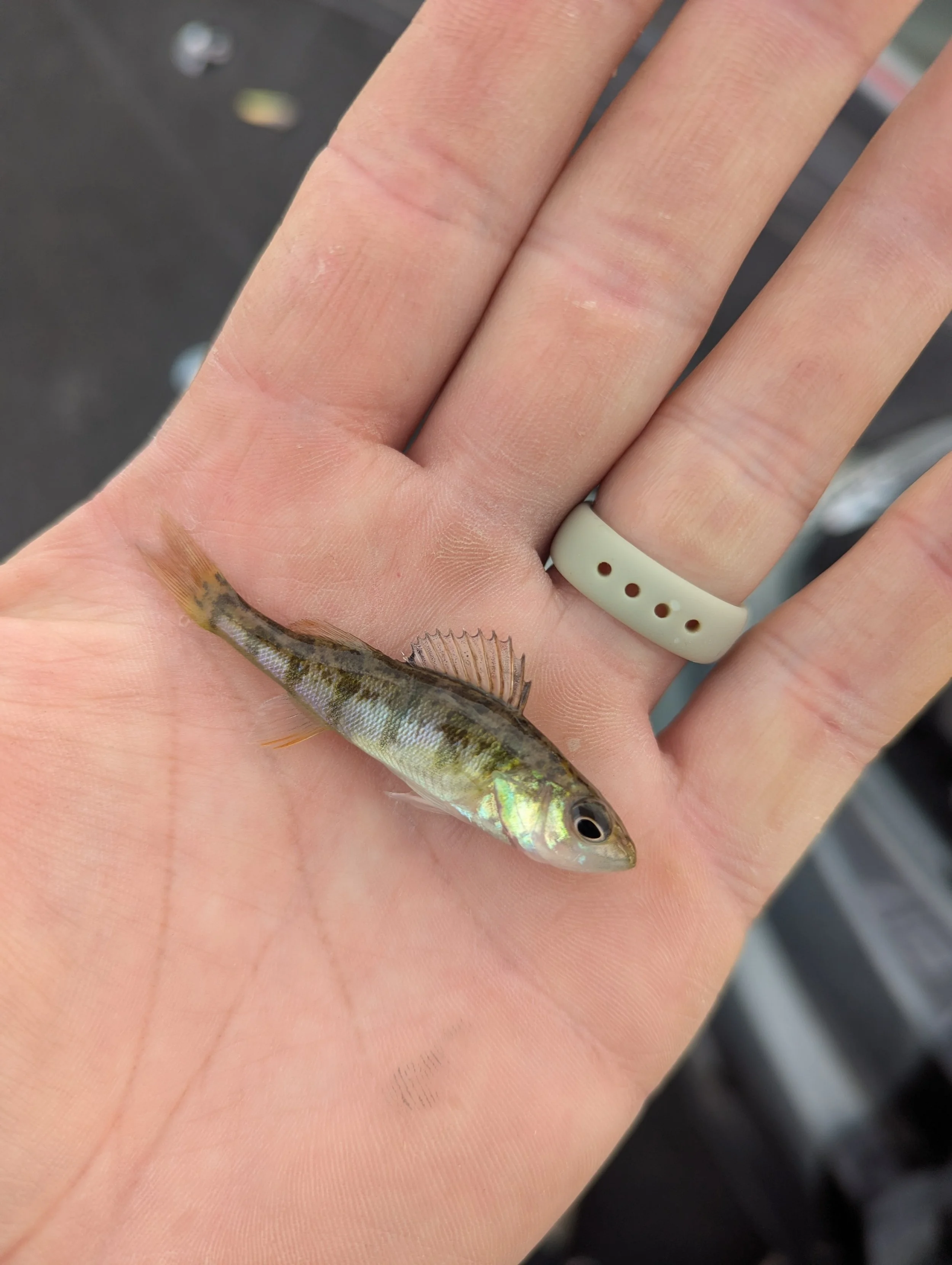 Perch