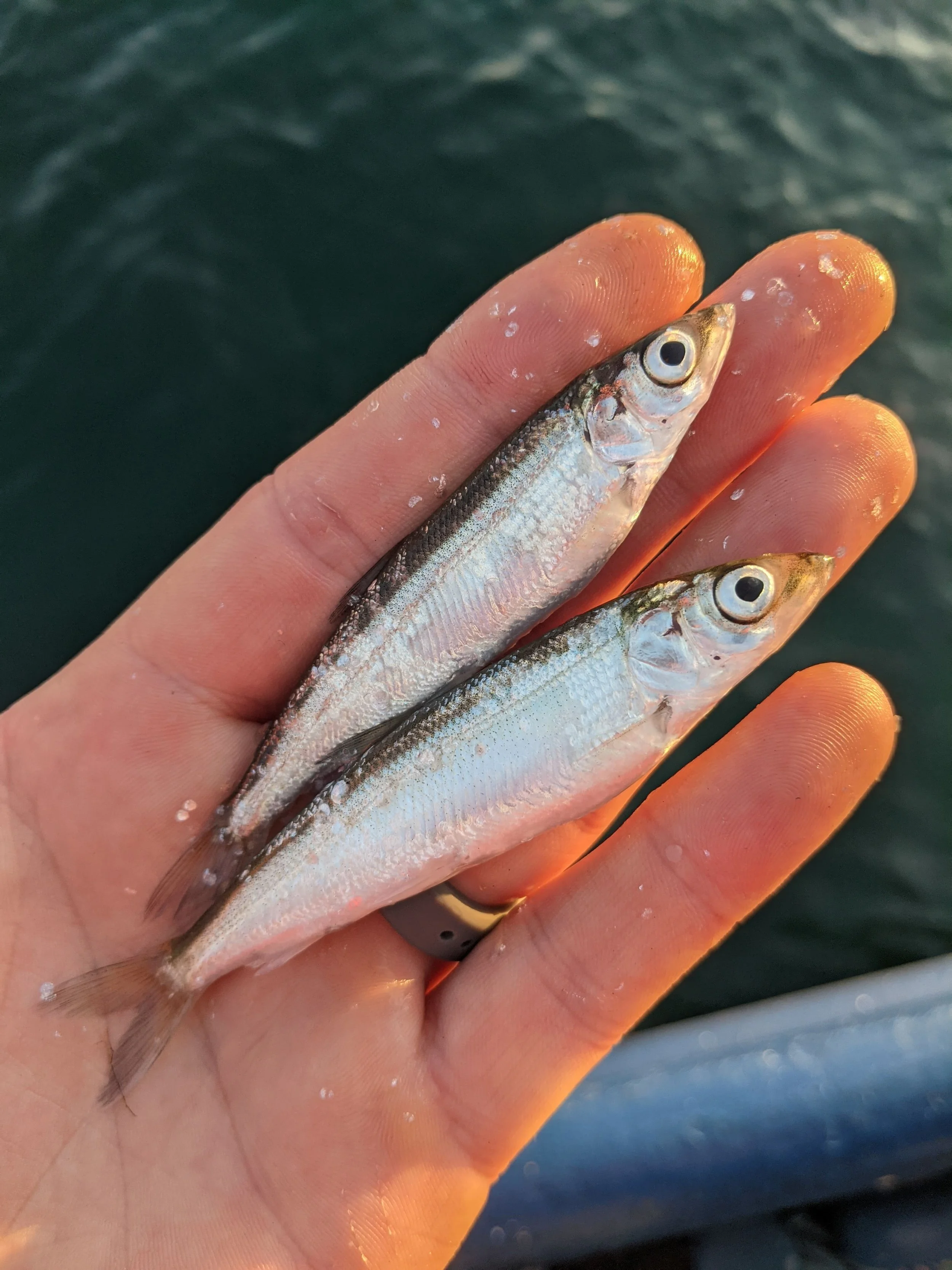 Lake Michigan Bloater 