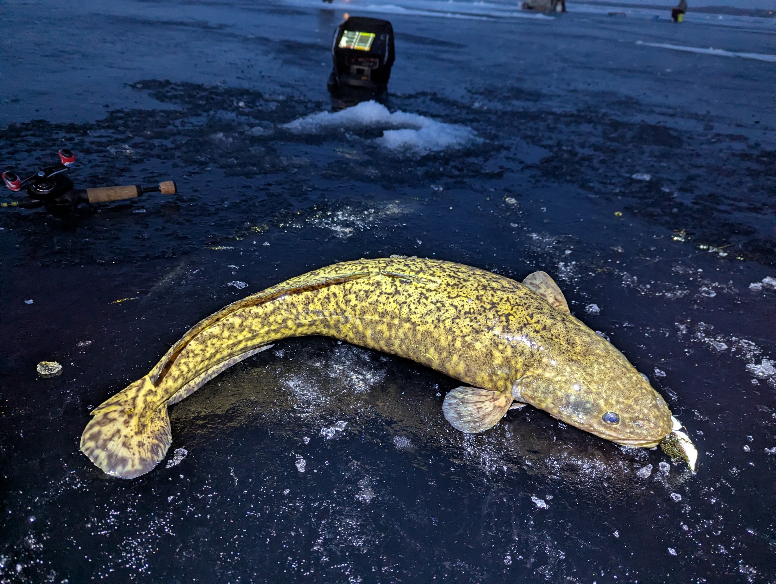 Grand Traverse Bay Burbot Ice Fishing