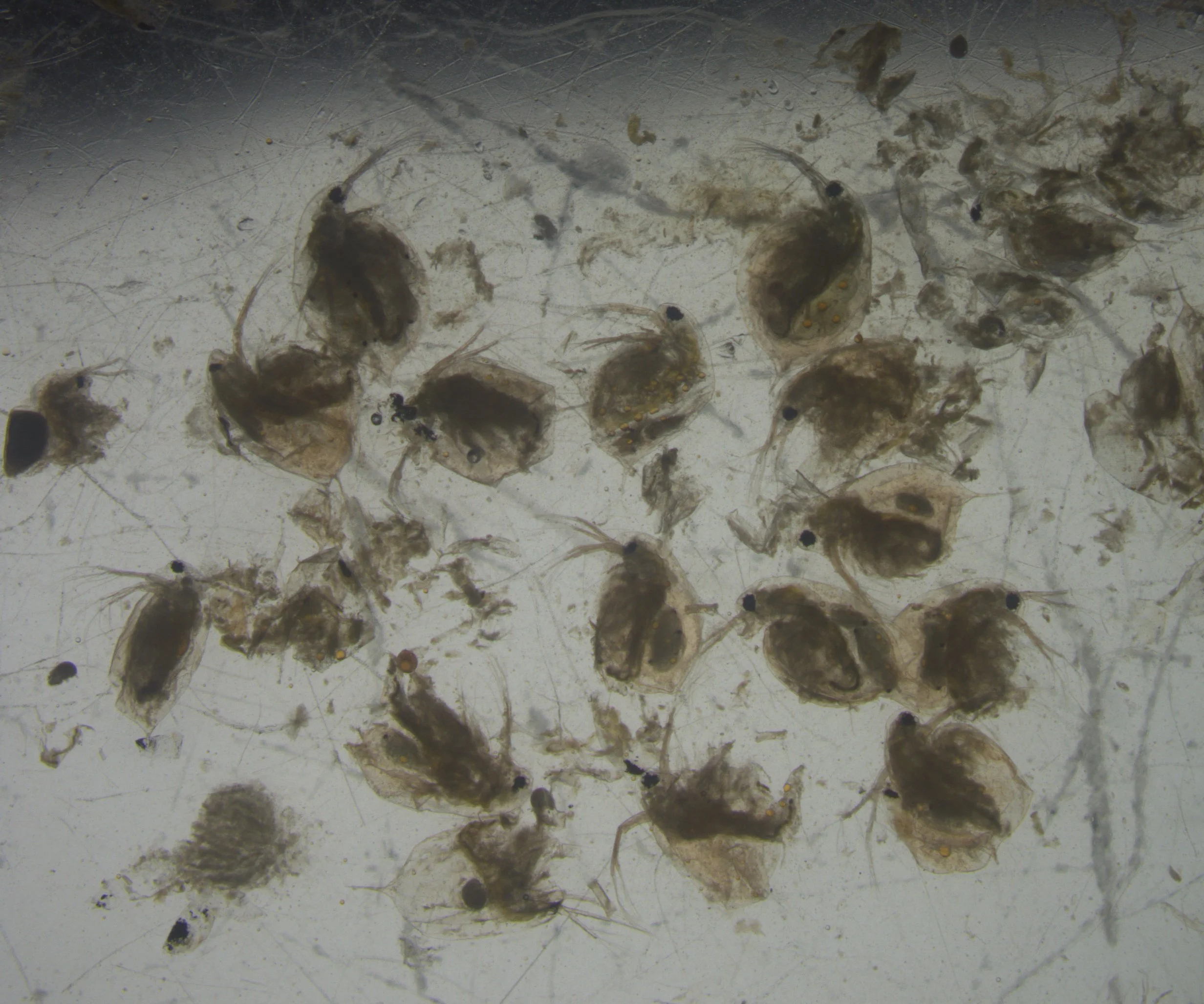 Black Crappie prey items daphnia