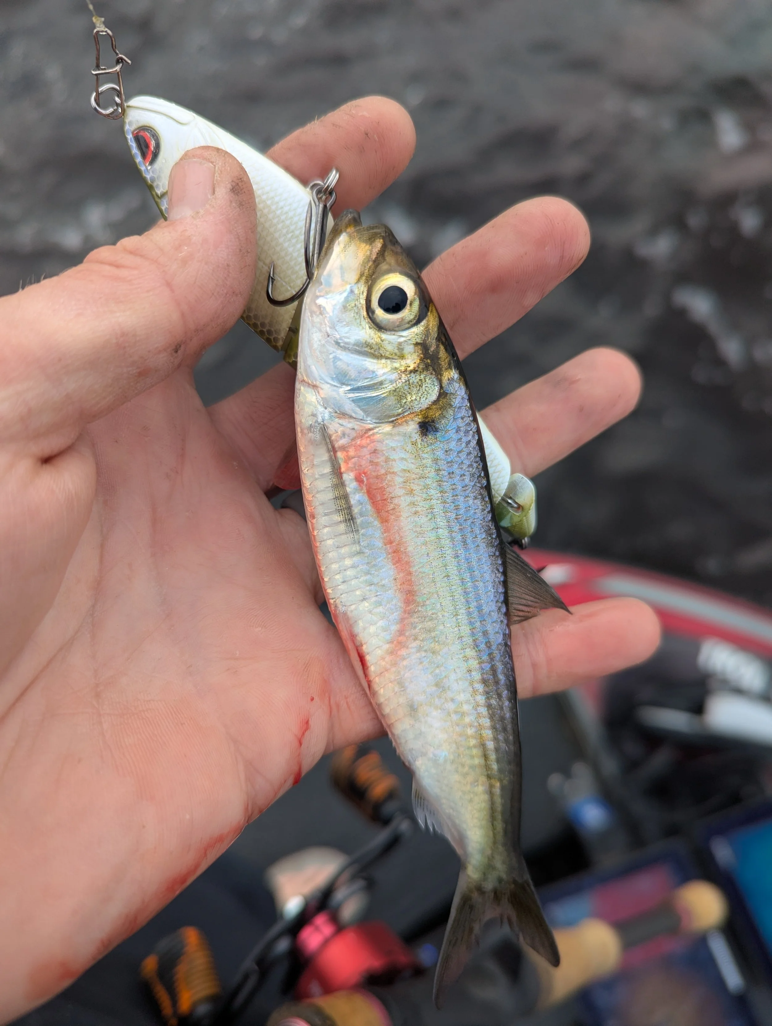 Muskegon Lake Alewife