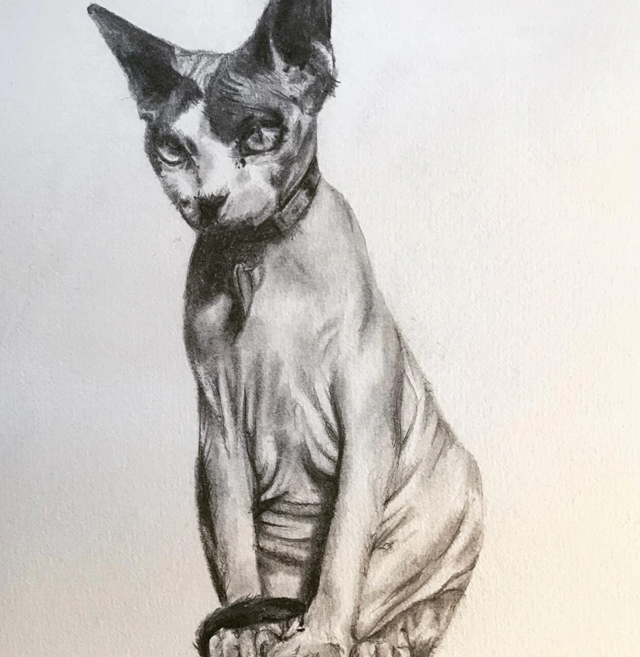 Screenshot 2021-03-11 at 7.18.48 am.jpeg