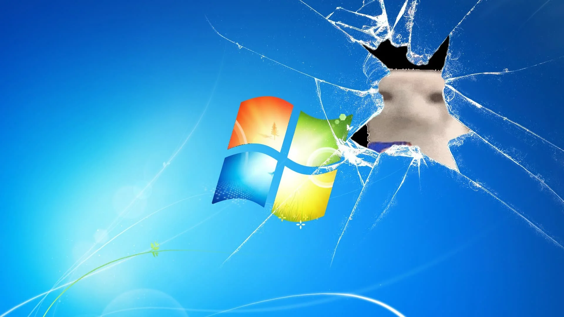 Cat Eating Through Windows 7