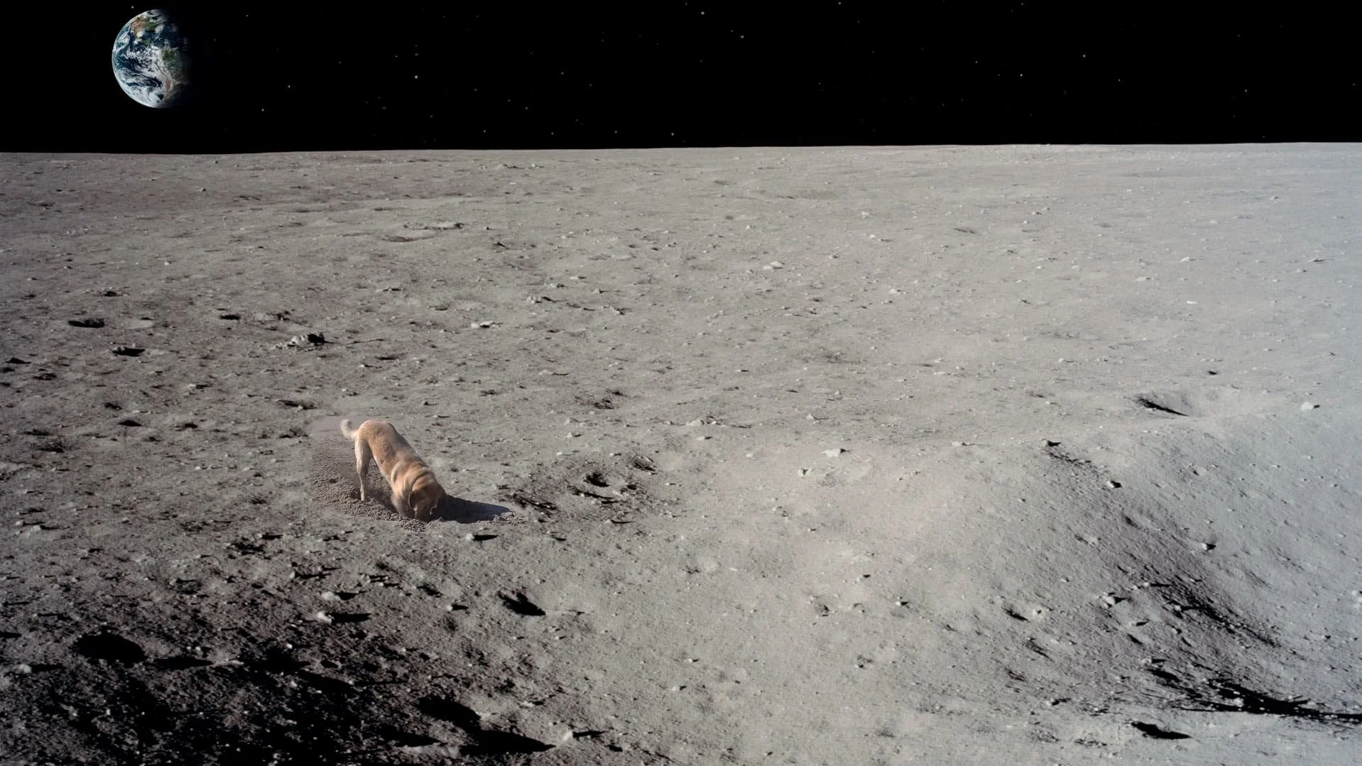 Dog on the Moon