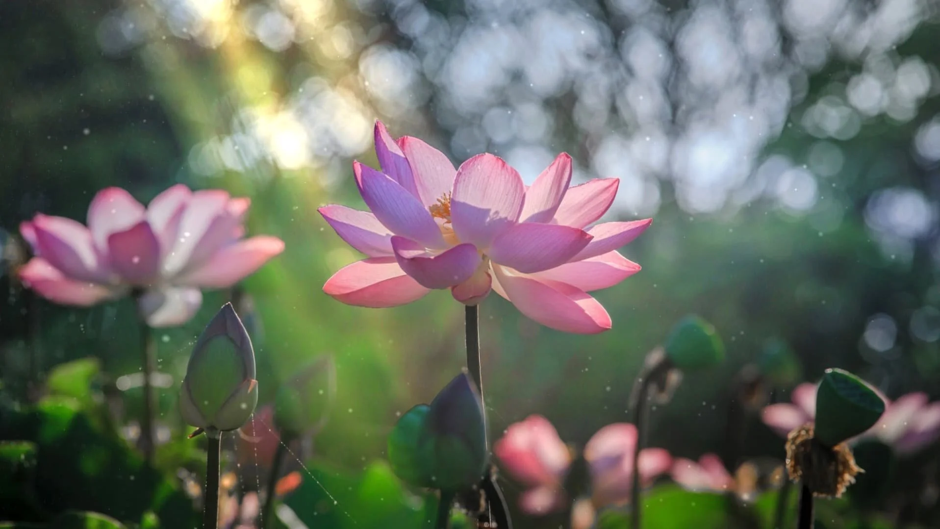 Best Flower Wallpapers