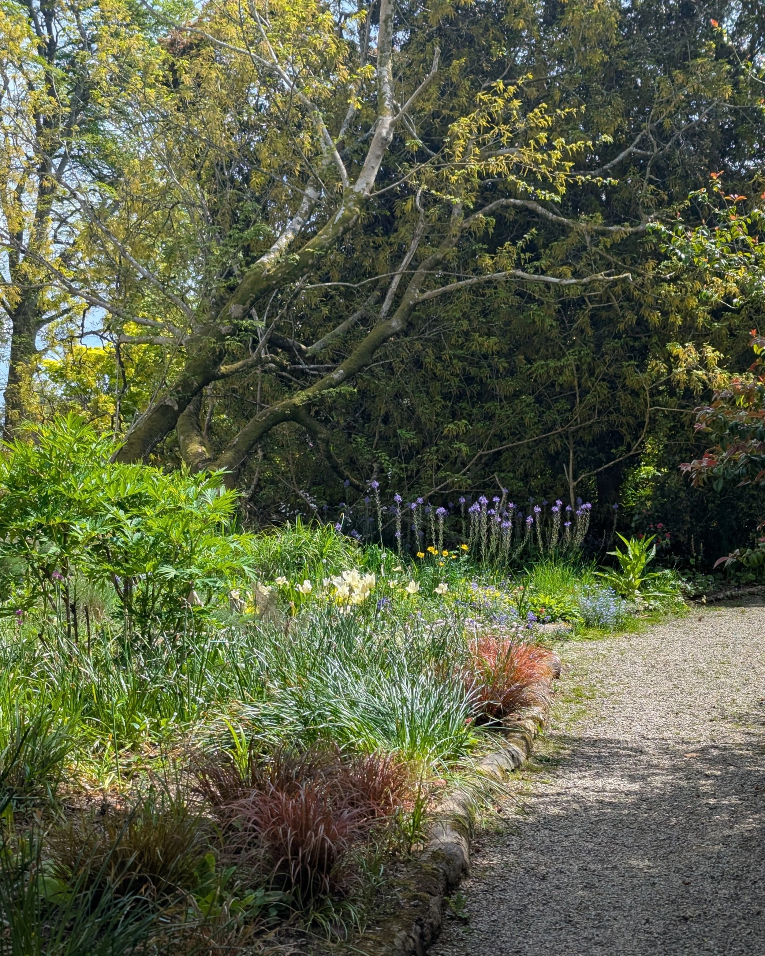 I enjoyed a fabulous trip to Trewithen Gardens (@trewithen_life ) today with some fellow Cornwall-based garden designers.

The gardens offer everything from contemporary conceptual sculpture to historic planting including an impressive collection of 