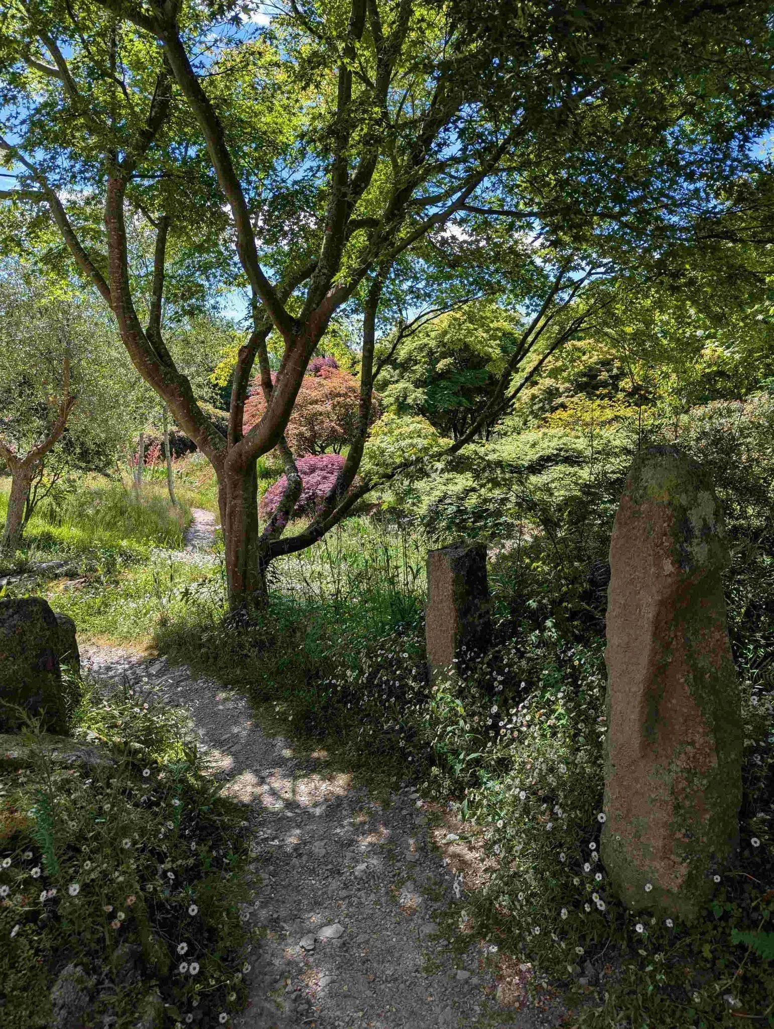 Post 3/3
The lower garden at Wildside in Devon.  A lusher, greener contrast to the &lsquo;upper&rsquo;, Canyons / Ros Wiley Tribute Garden at Wildside.

Rather than attempt to describe the wonderful garden, I&rsquo;d like to encourage you to visit yo