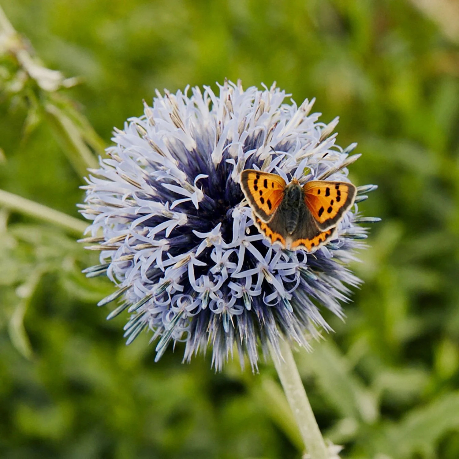 An echinops flower with a butterfly on it in a wildlife-friendly planting scheme in Cornwall.