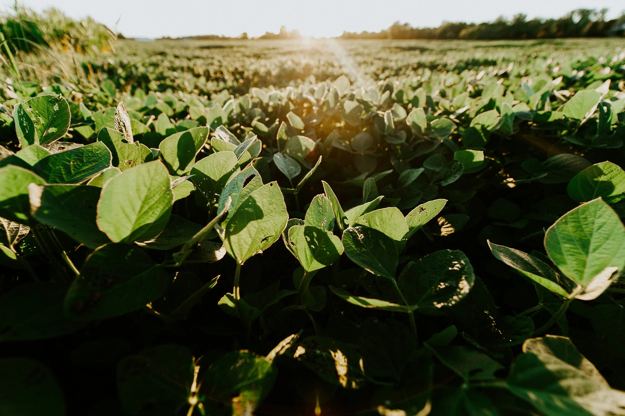 Ascribe Bio Receives Regulatory Approval in Brazil for Phytalix® Biofungicide