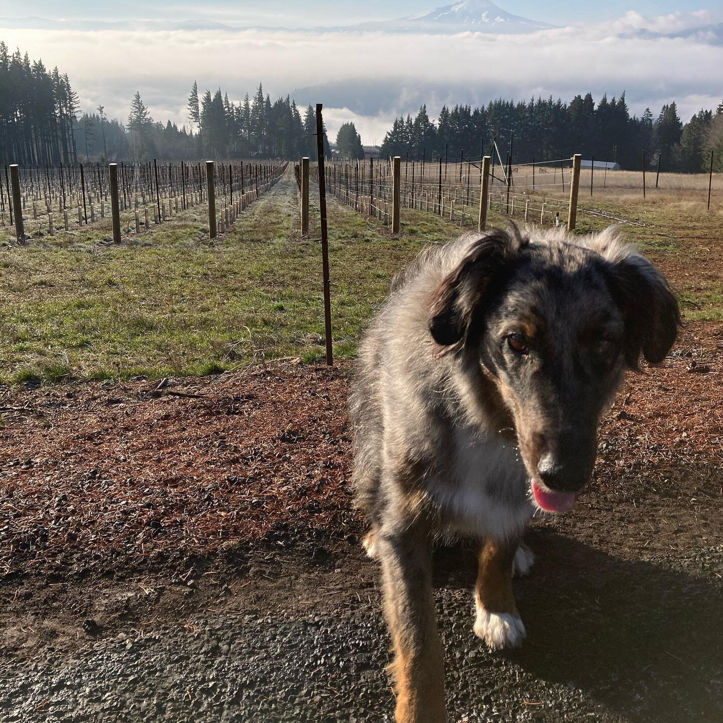 Meet the newest member of the Willow family! This is Ash. He is perfect, but working on his greetings. Ask us for dog treats to help you say hello.