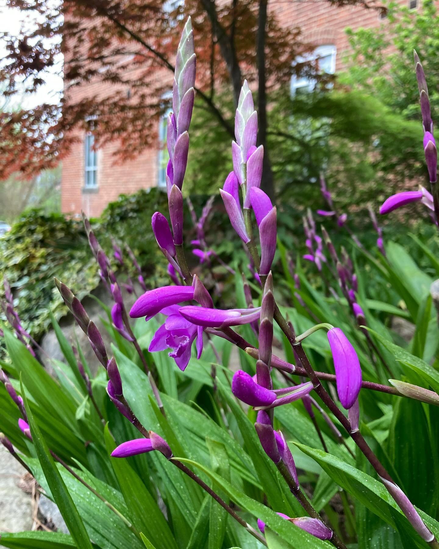 Historic garden week in Virginia is April 20-27 this year, and Petersburg homes and gardens are open on Tuesday, April 23rd. Come for a visit and see what's blooming!