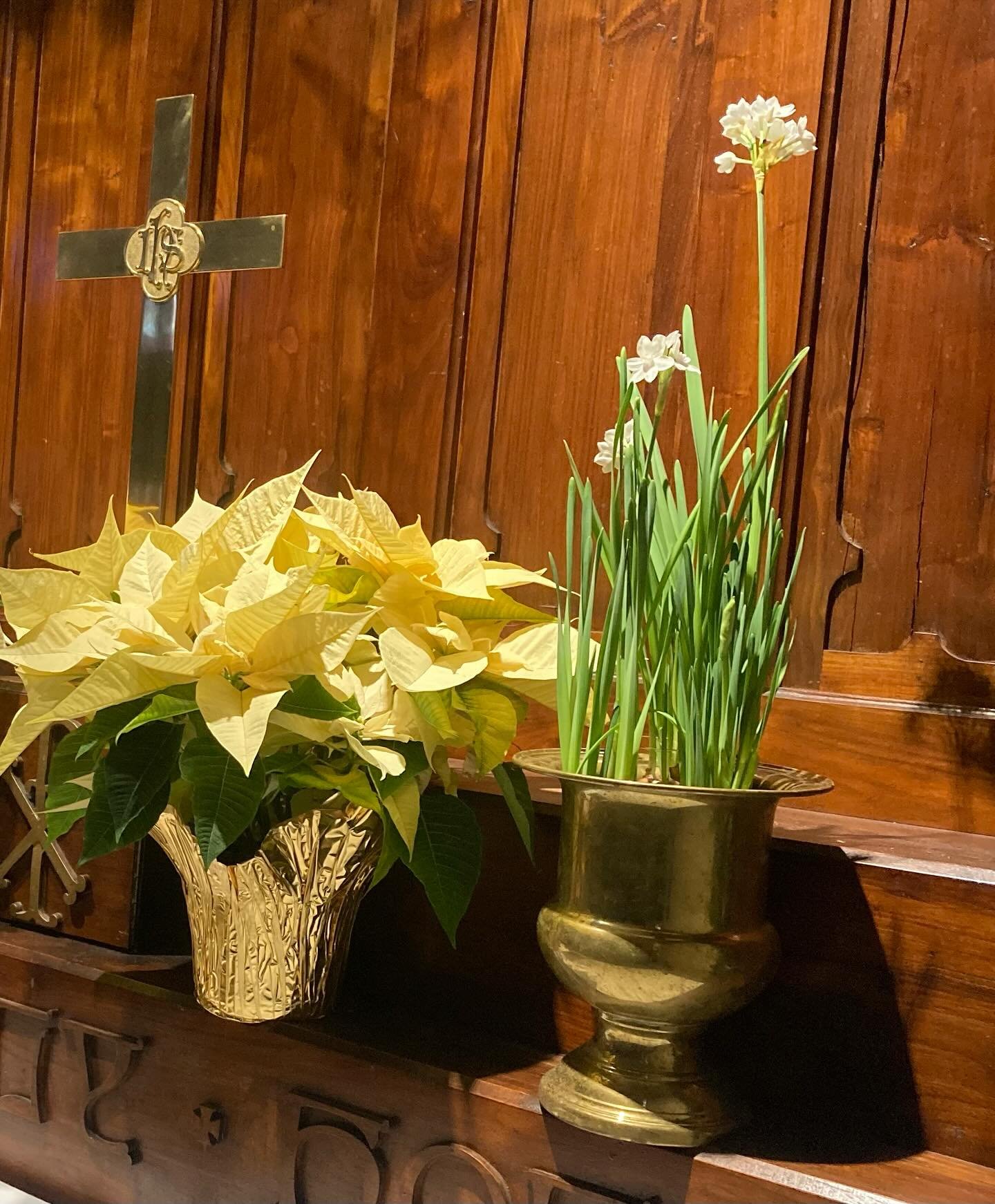 Narcissus season starts in January in #thegardenatstrawberryhill