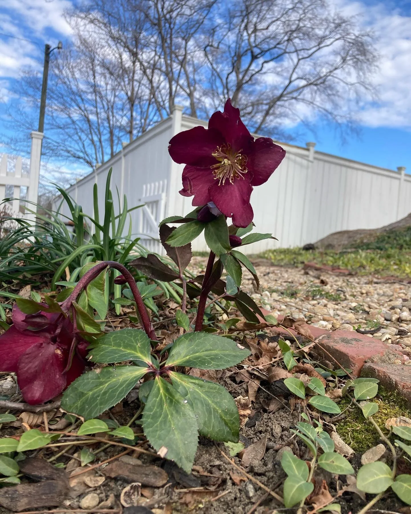 It's official! Hellebore season opened today in #thegardenatstrawberryhill!