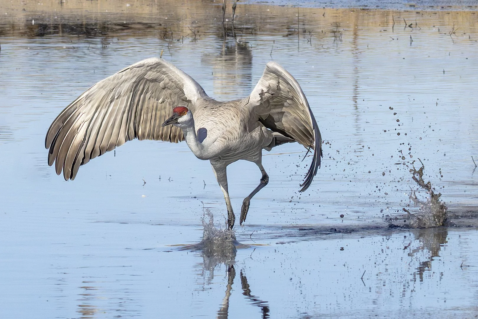 Sandhill Crane