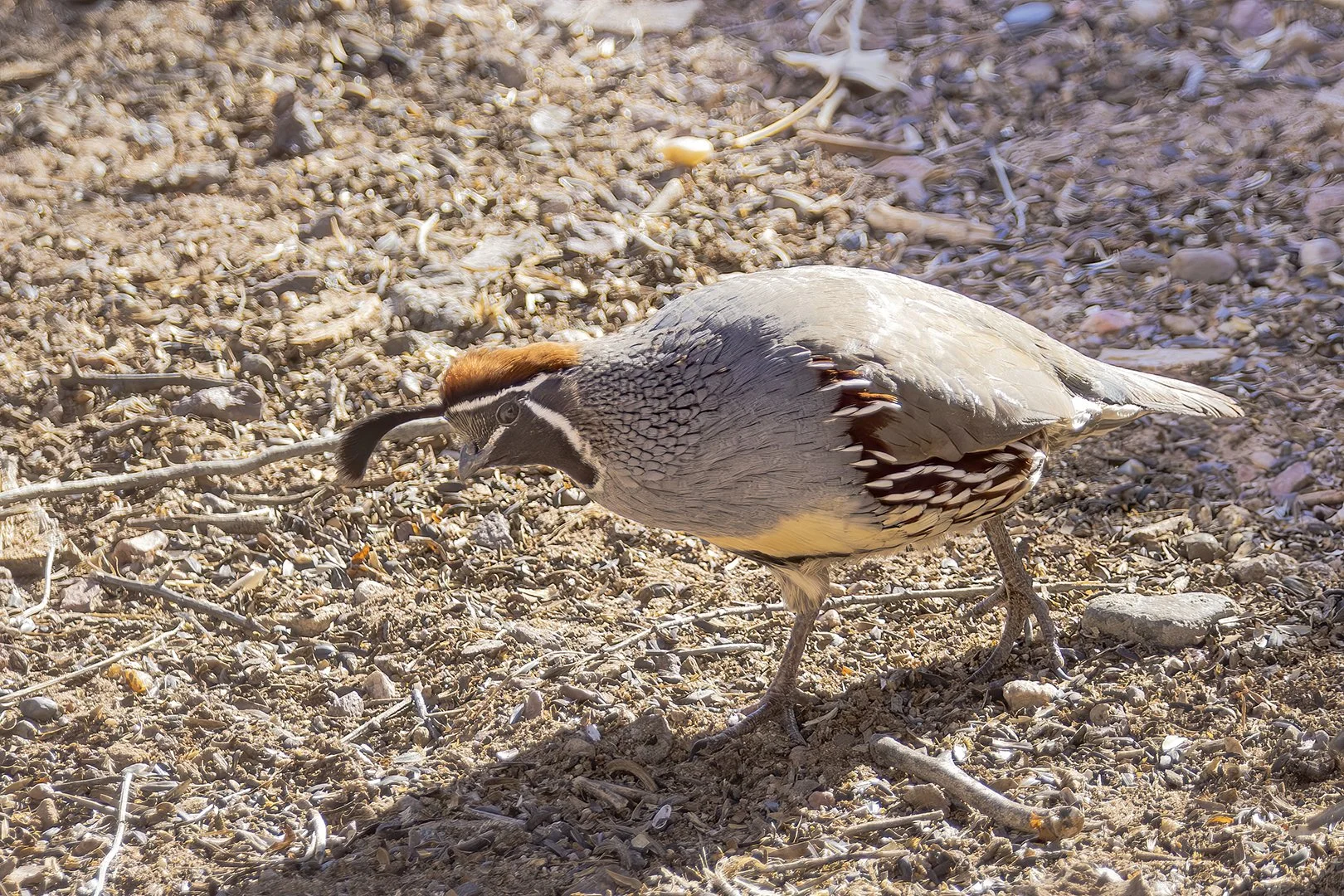 Gamble's Quail