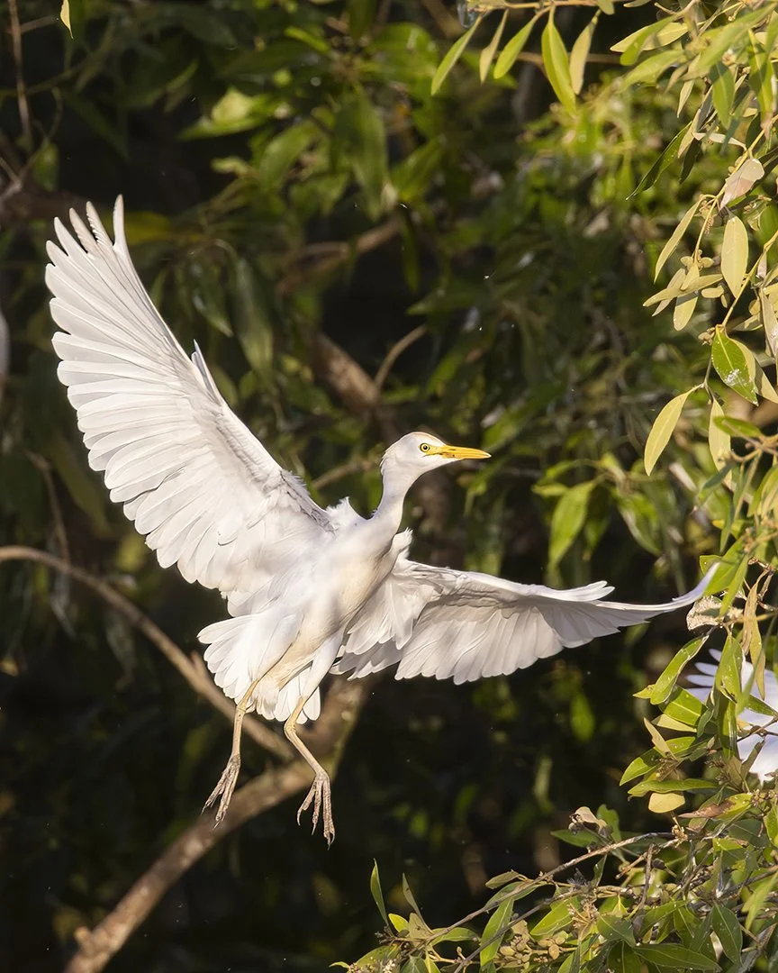 Cattle Egret