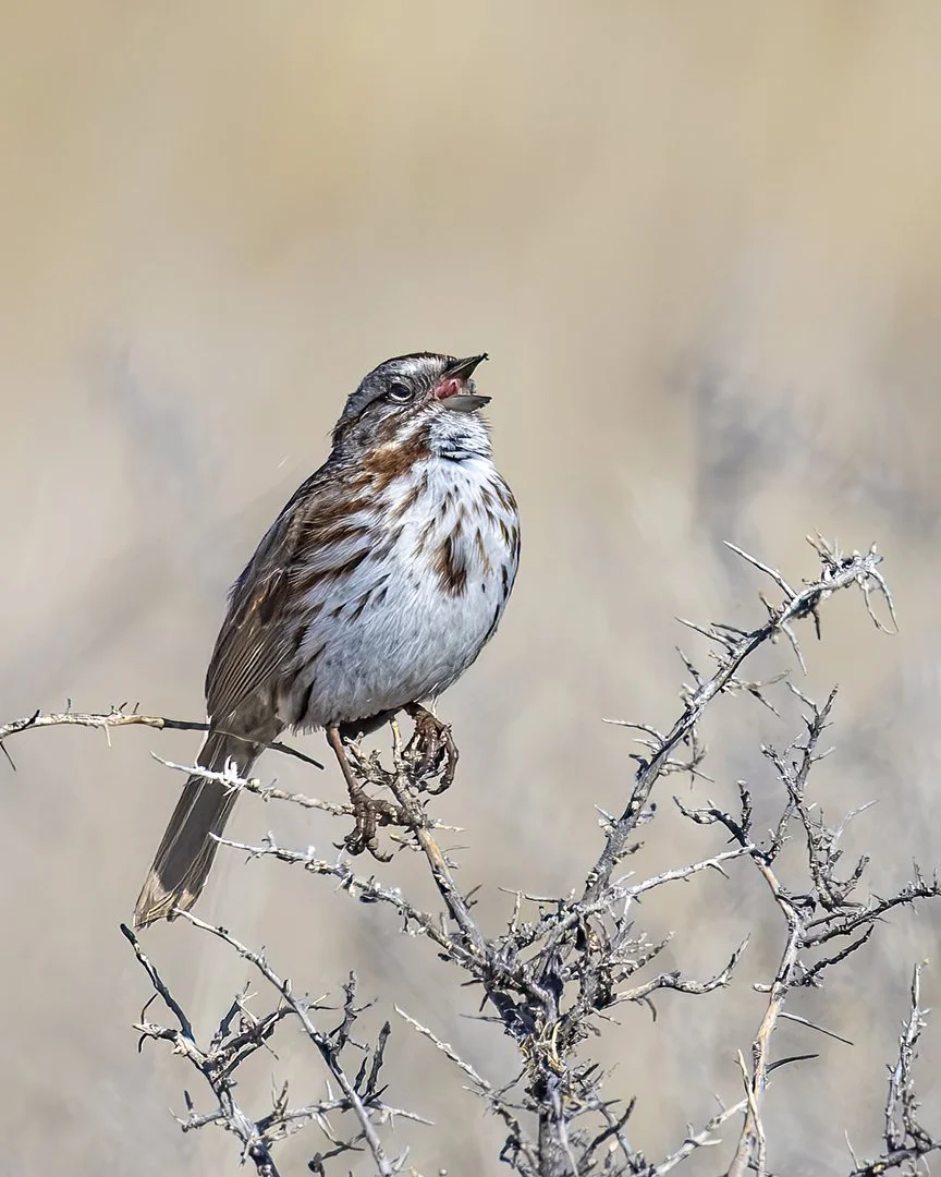 20260327_2700_Song_Sparrow.jpg