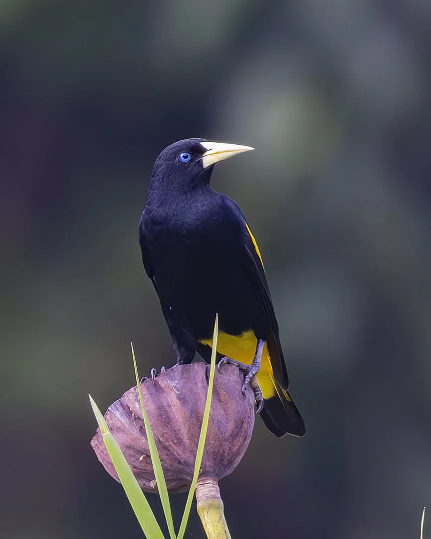 Yellow-rumped Cacique