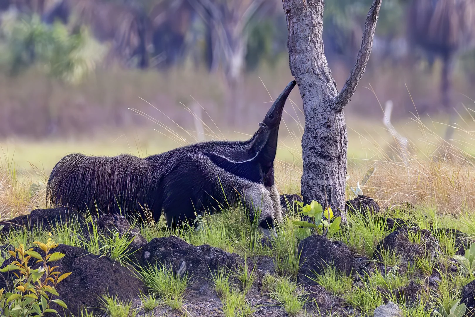 Giant Anteater
