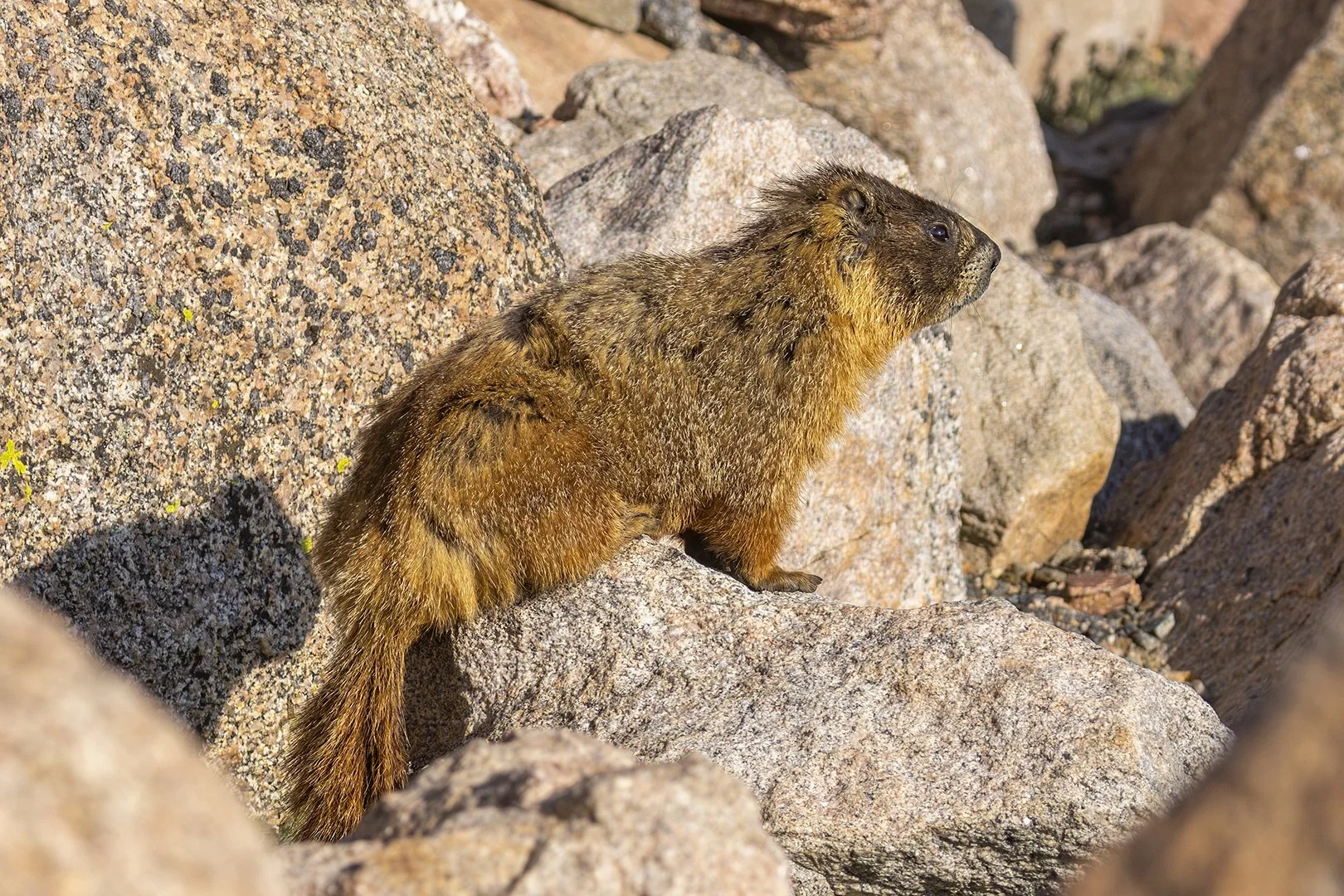 Yellow-bellied Marmot