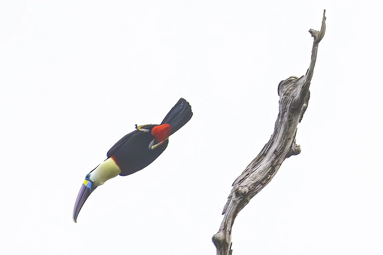 White-throated Toucan