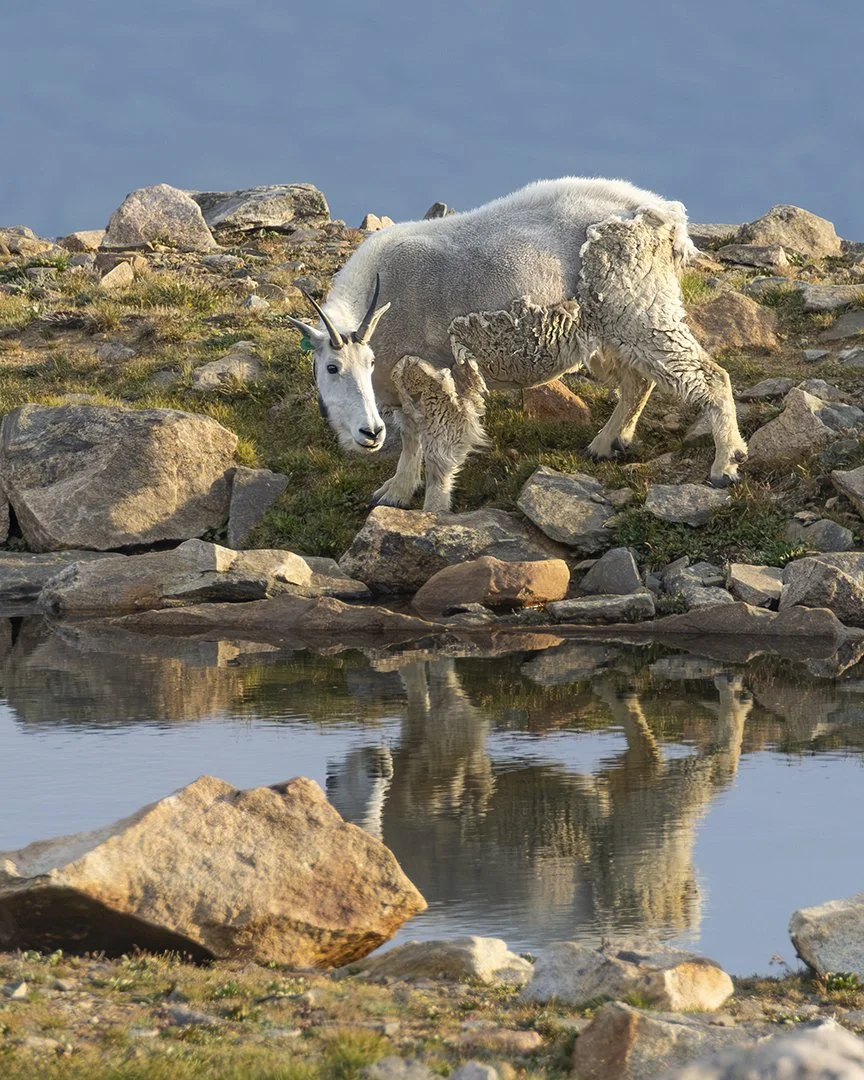 Mountain Goat