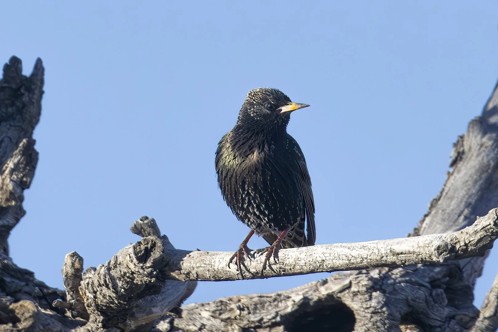 20260327_2558_European_Starling.jpg