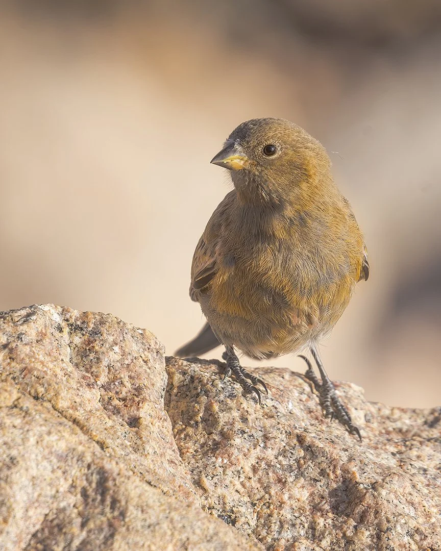 Brown-capped Rosy Finch