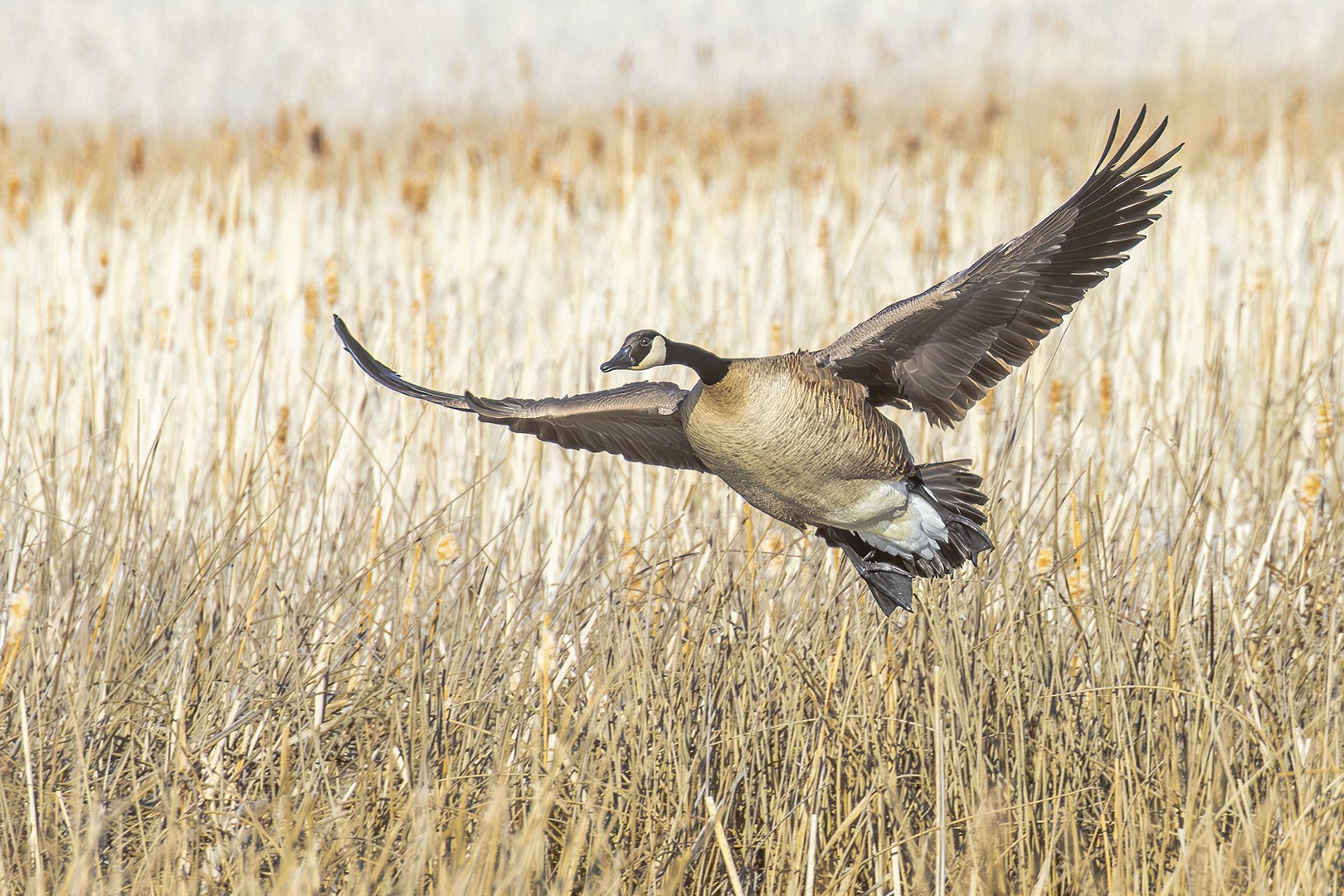20260327_2654_Canada_Goose.jpg
