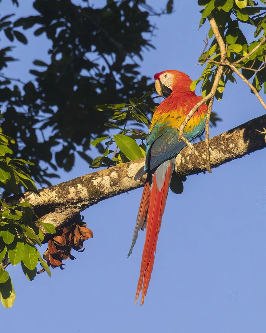 Scarlet Macaw