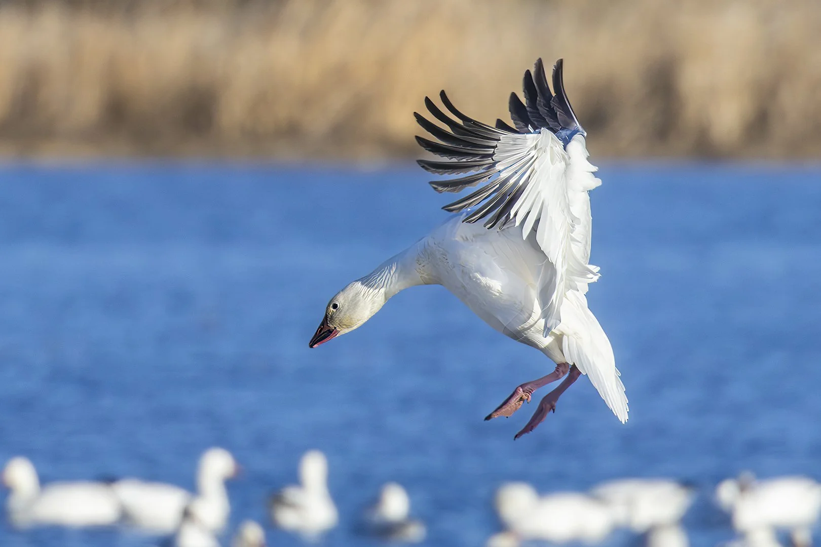 Snow Goose