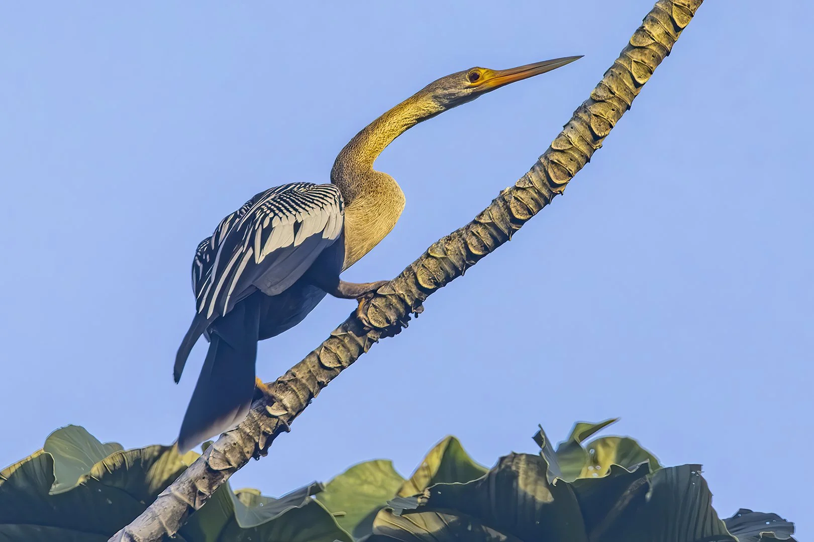 Anhinga