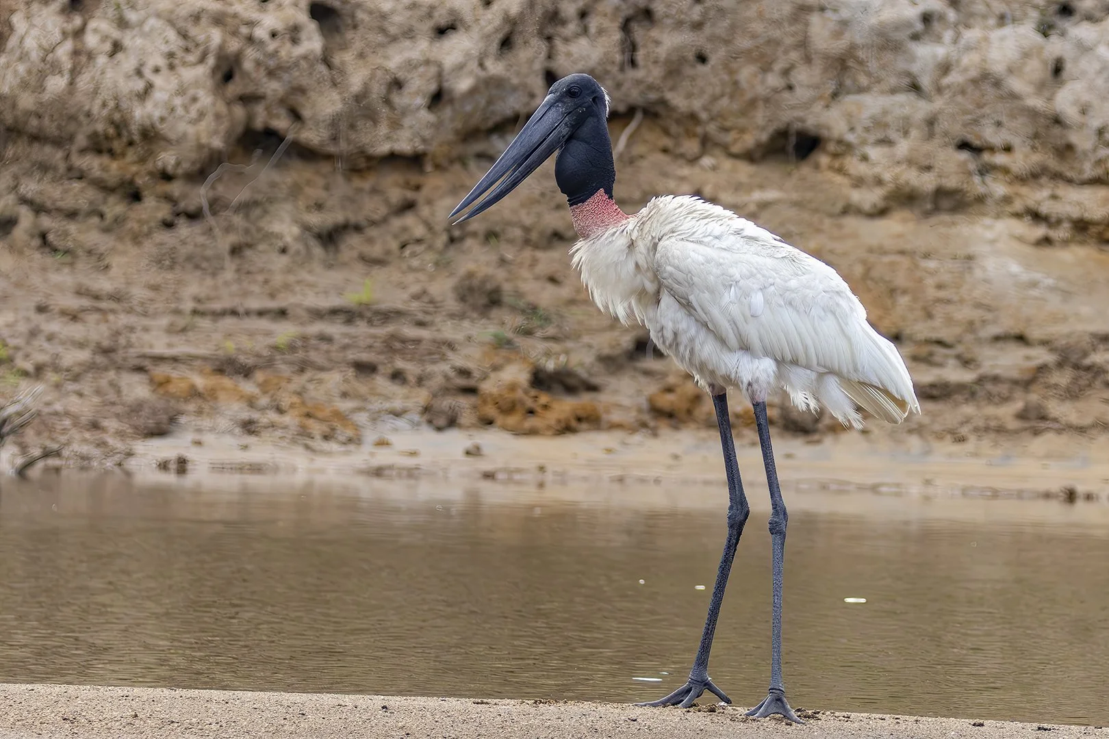 Jabiru