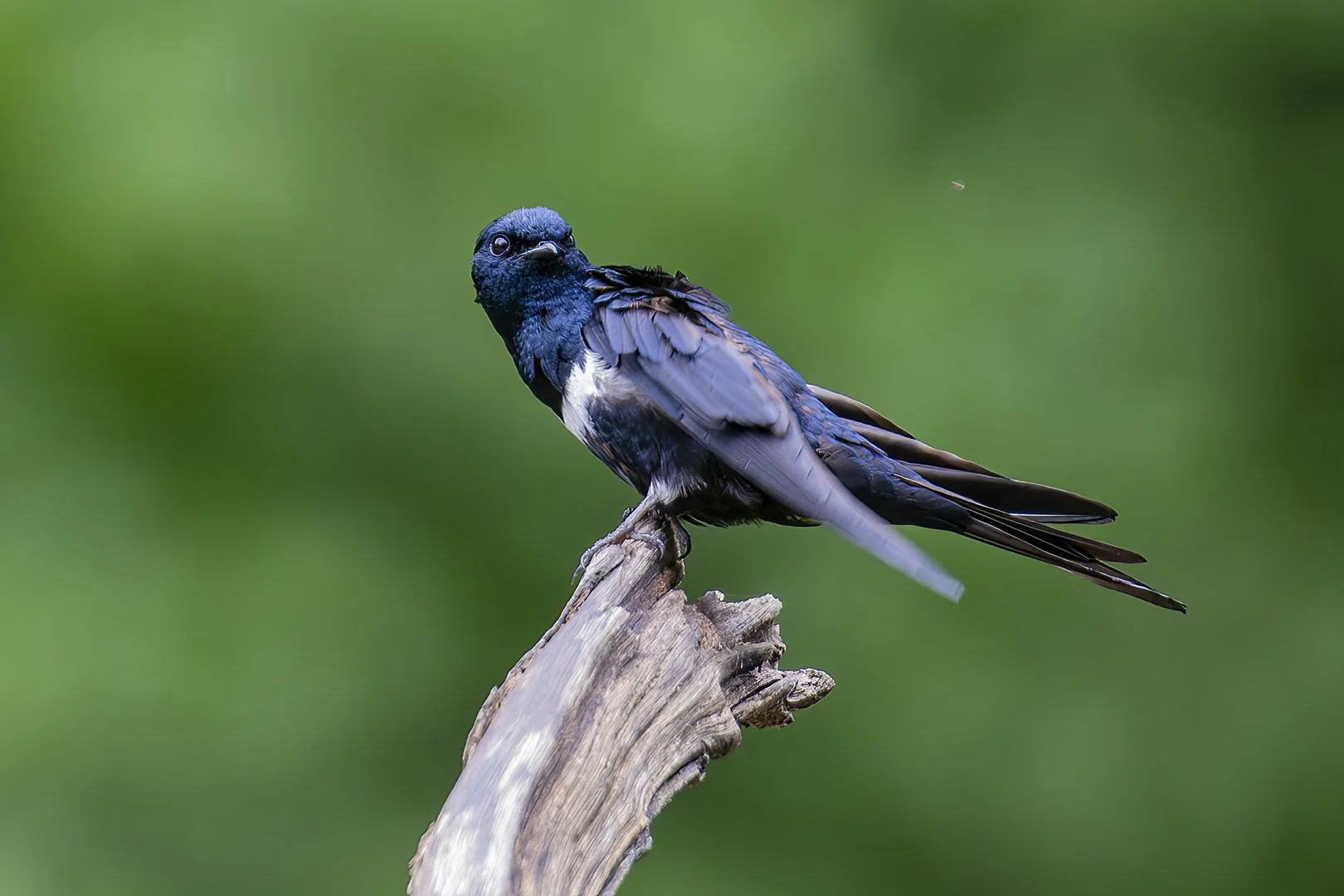 White-banded Swallow