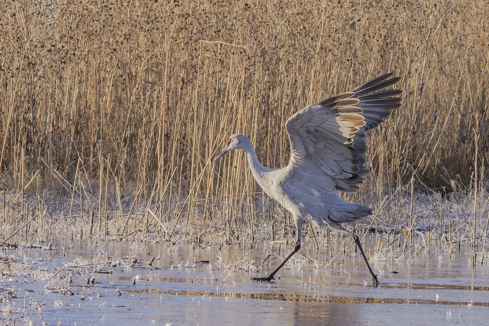 Sandhill Crane