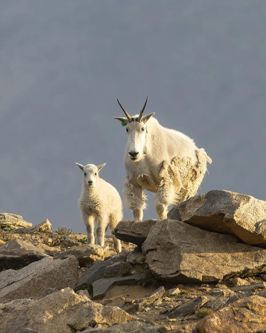 Mountain Goat