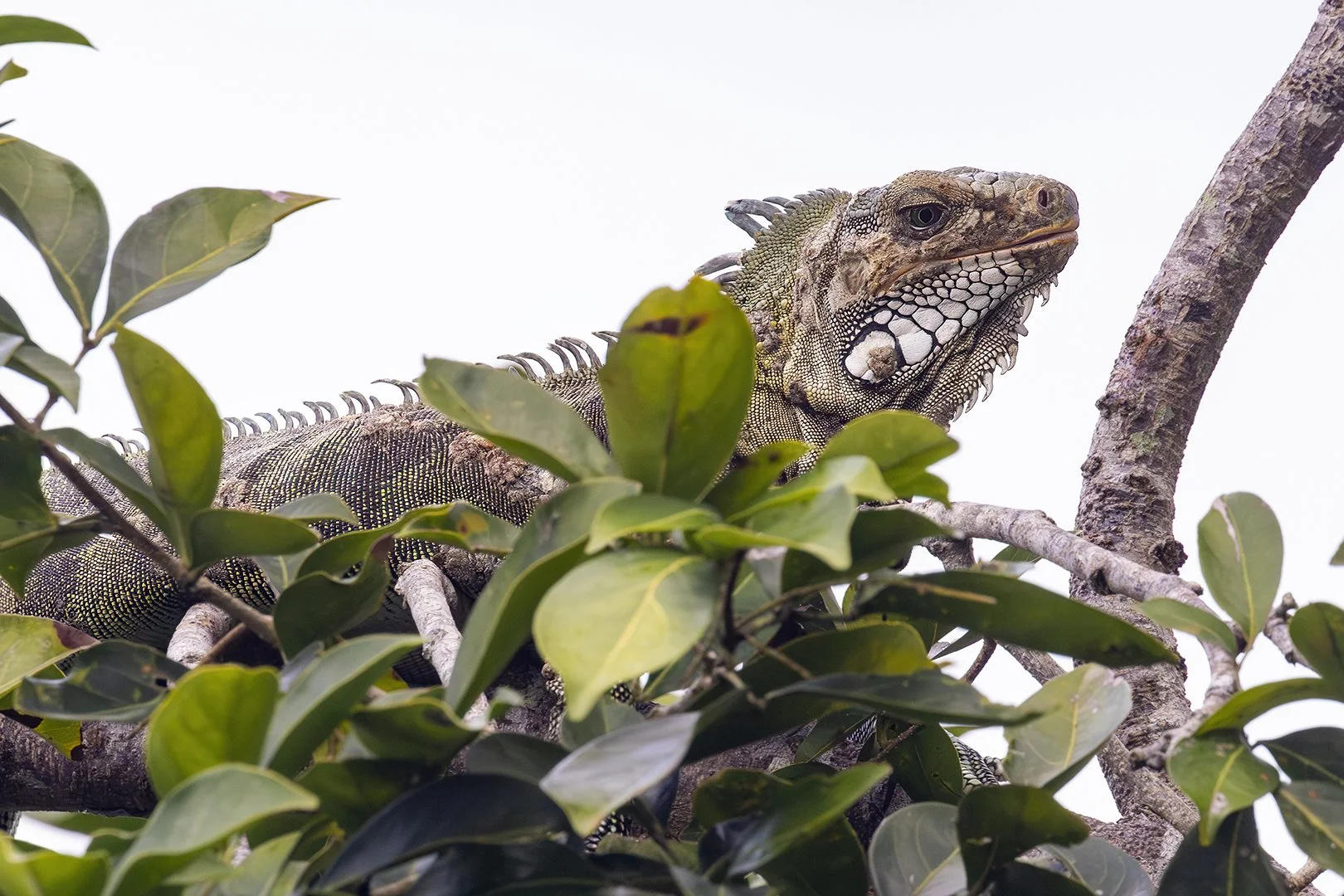 Green Iguana Portrait