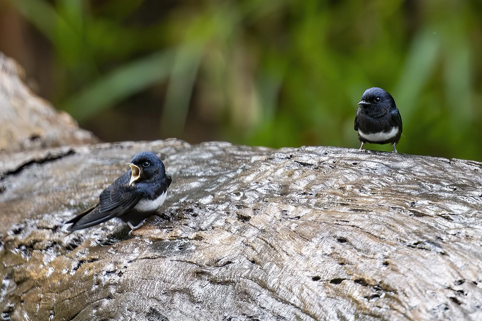 White-banded Swallow