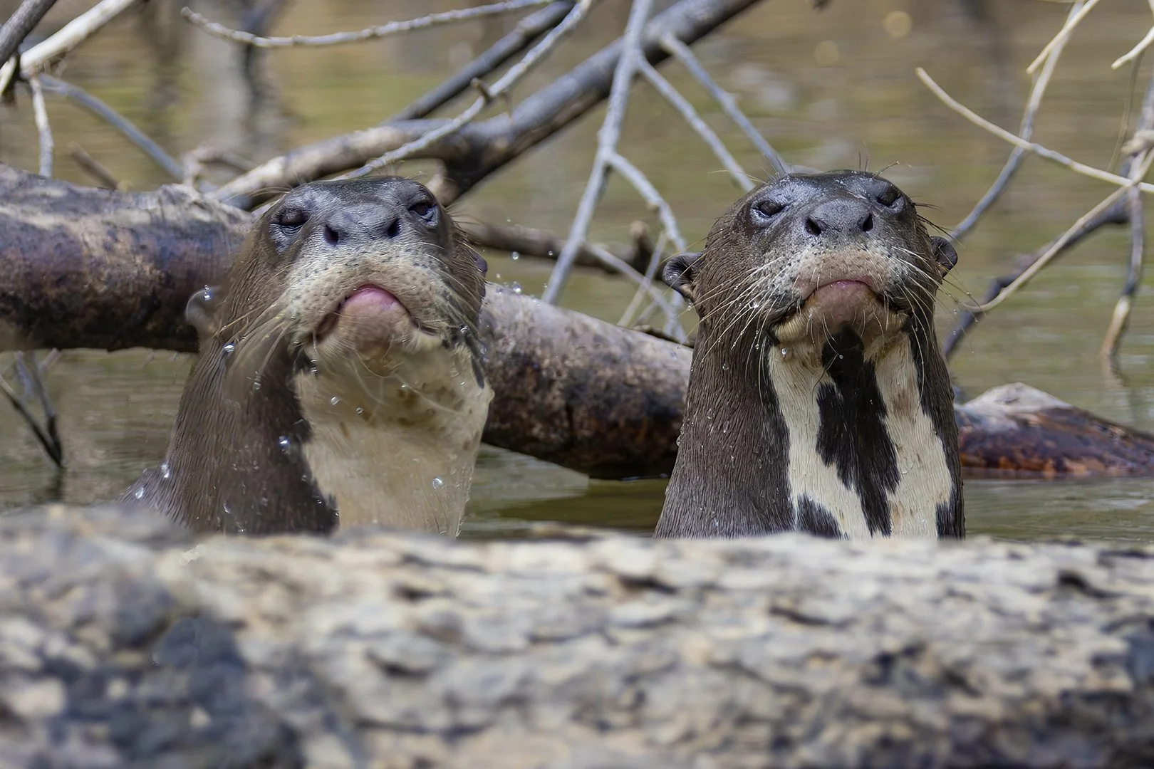 Giant River Otter