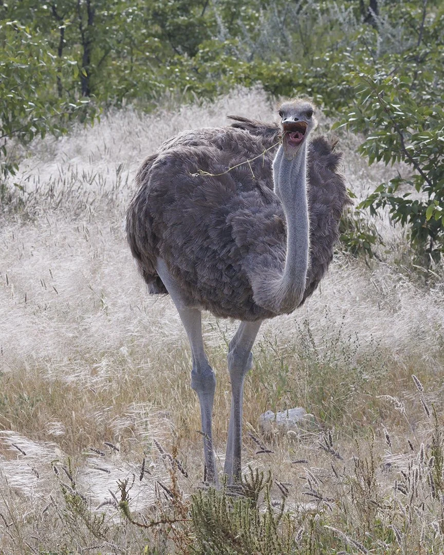 Female Ostrich