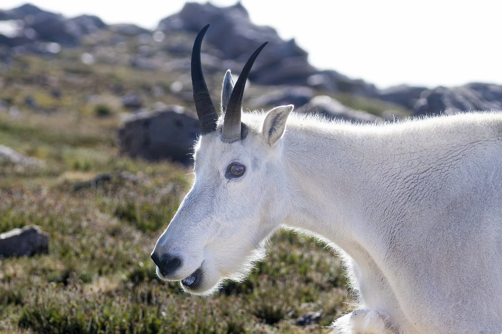 Mountain Goat Portrait