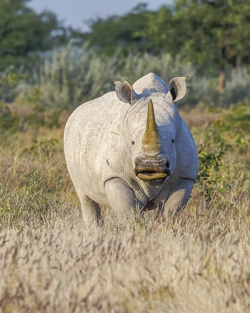 White Rhinoceros