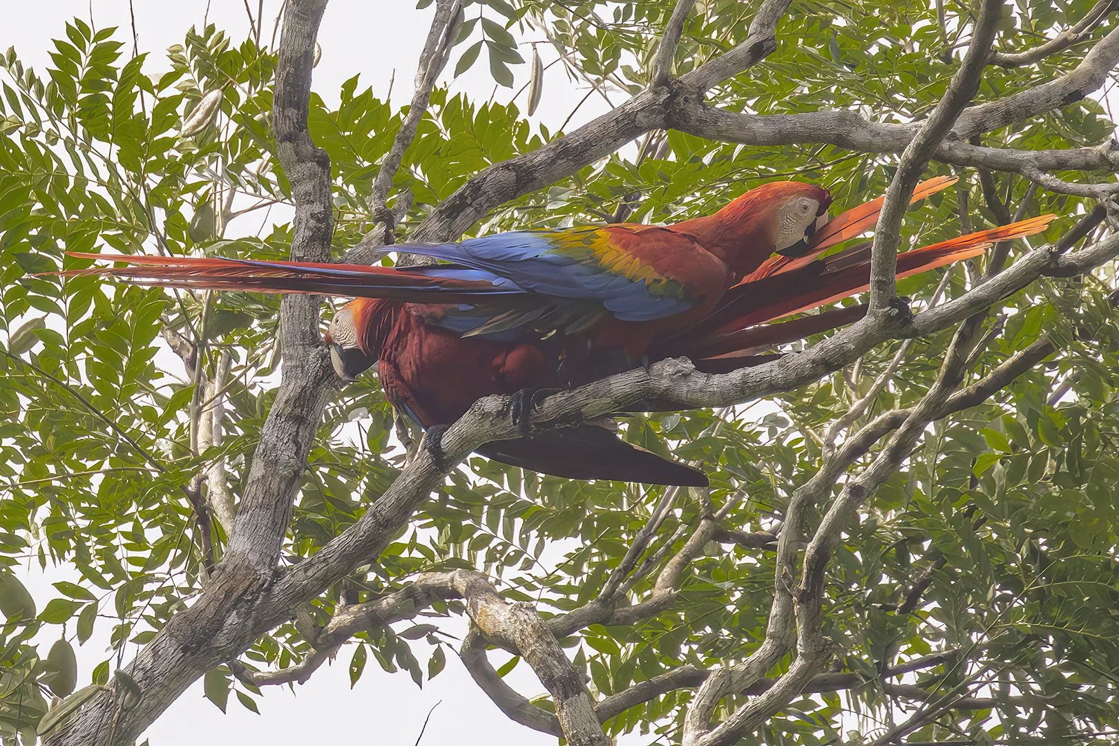 Scarlet Macaw